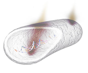 Ultraviolet Destroying Bacteria